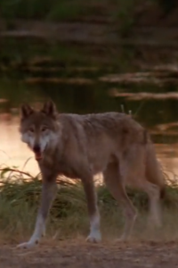 Dances with Wolves